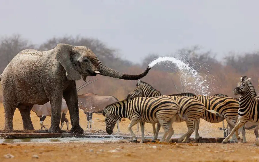 Download Stock Photo of Elephant and Zebra Playing in Water Together