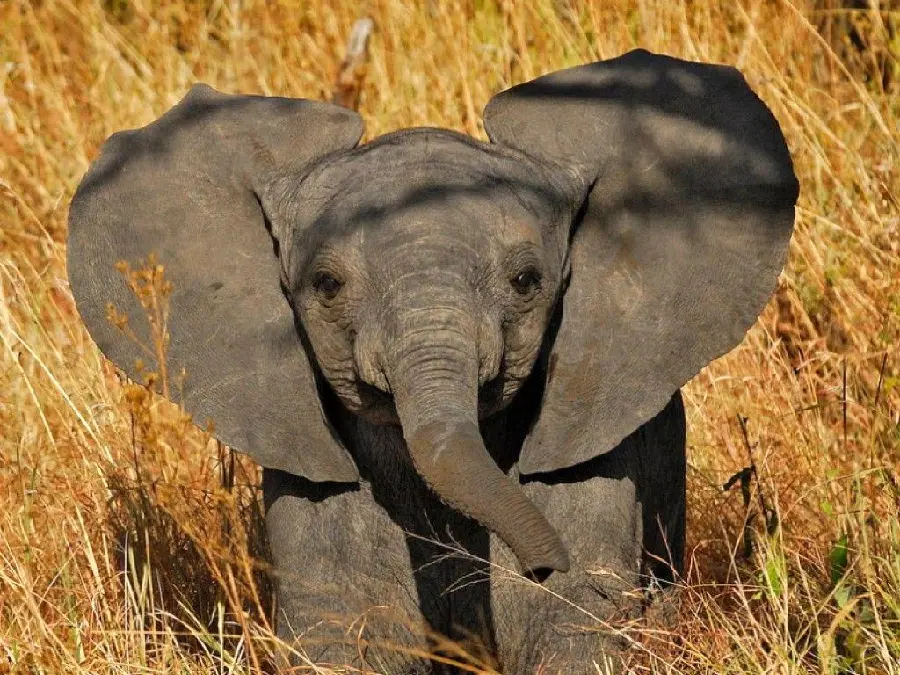 Download a cute and funny stock photo of a baby elephant walking in 4k quality