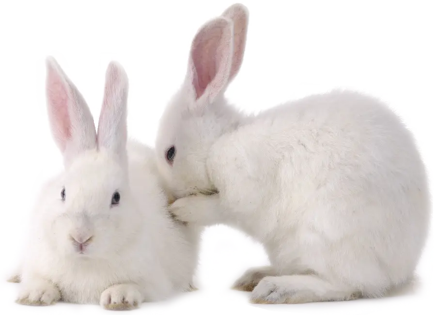 Real Snow White Hash Rabbit Background Image PNG