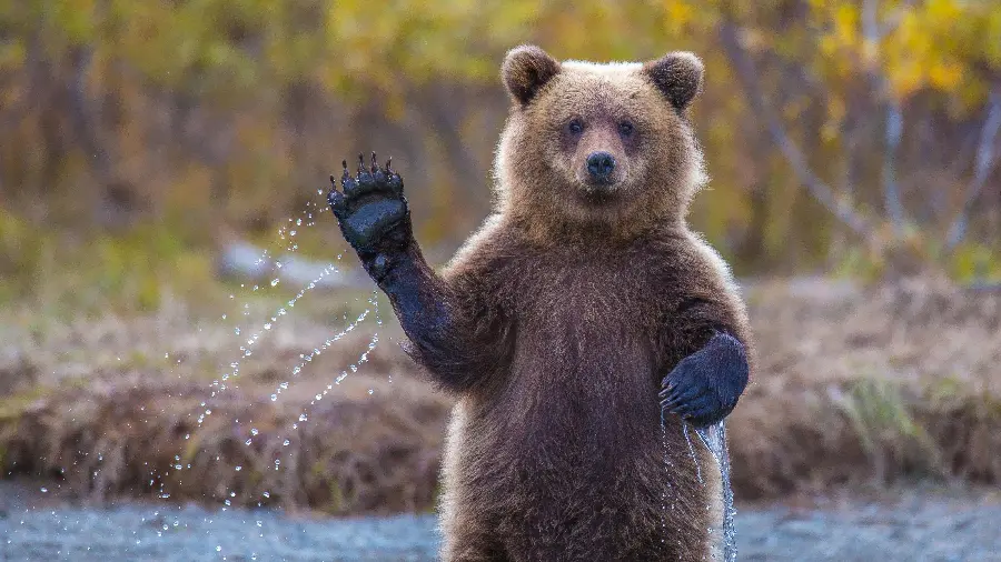 Funny photo of a bear waving HD
