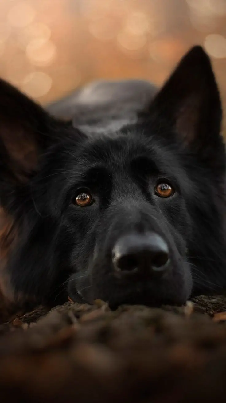 The most attractive iPhone wallpapers of the popular German Shepherd breed