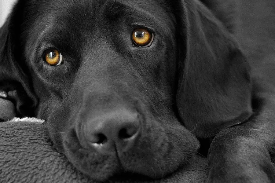 Beautiful Black and White Dog Stock Photo 4K