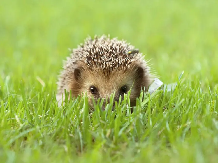 Background of a cute baby hedgehog in the greens