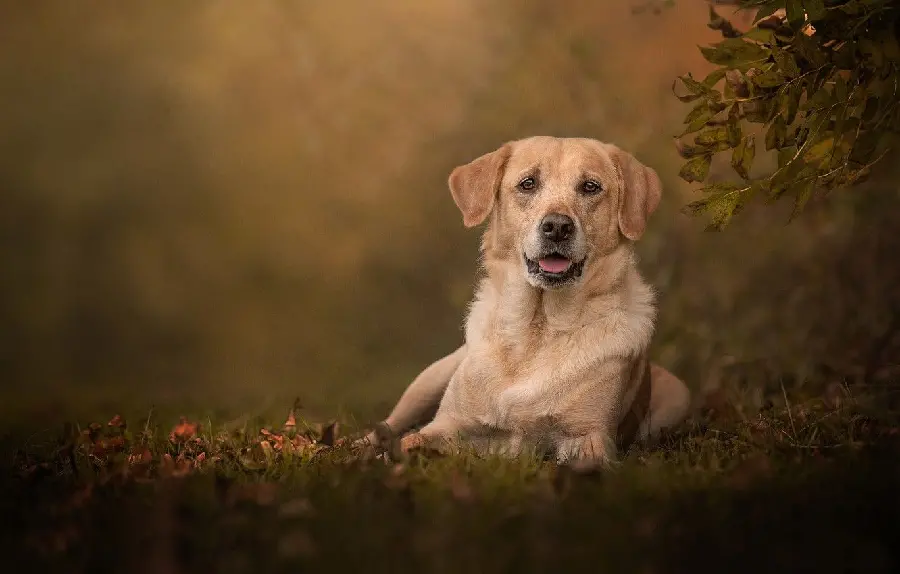 Very beautiful and attractive Labrador Retriever profile photo for Telegram