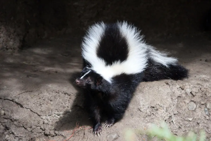 Free Download High Resolution Skunk Wallpapers