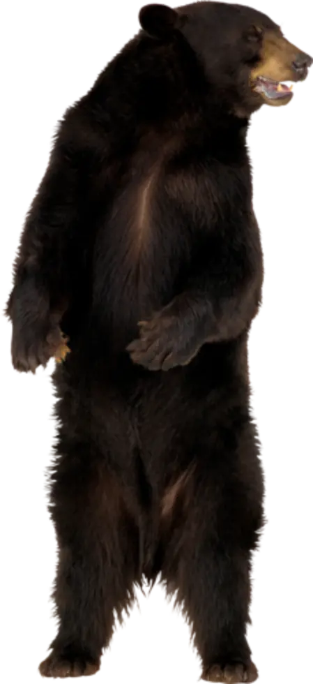 Bear Wallpaper PNG Used for Image Editors
