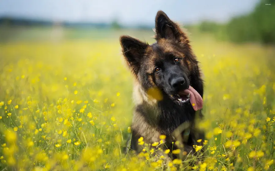 Great profile picture of German Shepherd Rex dog HD
