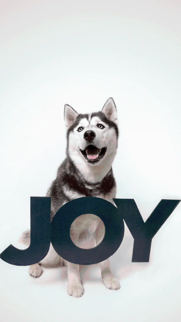 Polite and cool husky stock image for iPhone with direct link