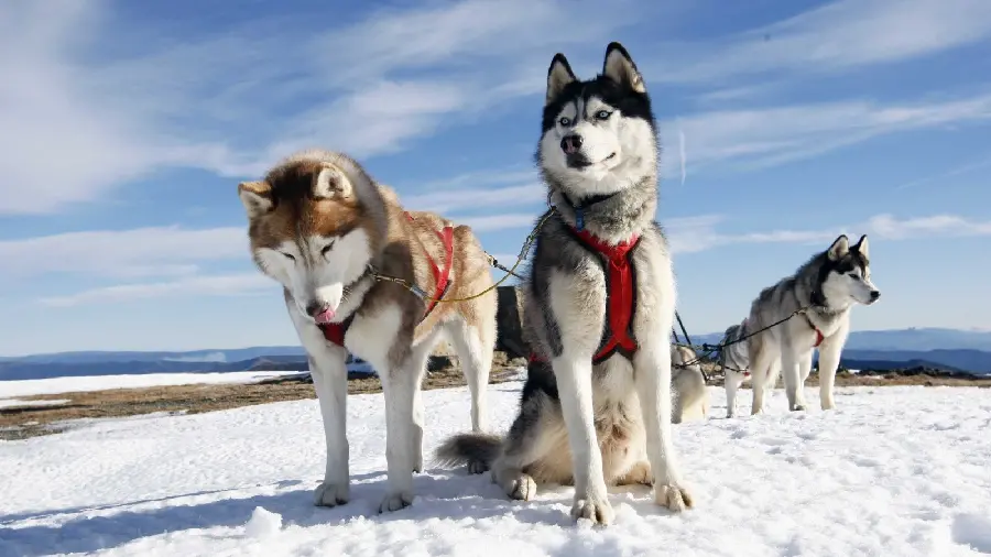 Download attractive background of red husky in snowy and winter terrain