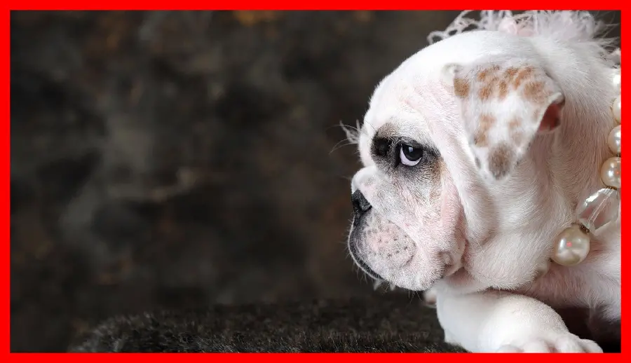 Dog Background Image with Orange Frame Suitable for Desktop Background