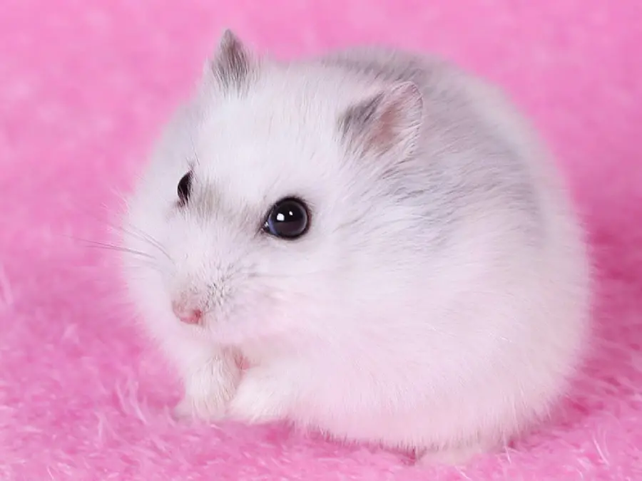 Picture of a very white and beautiful baby mouse at home for animal lovers