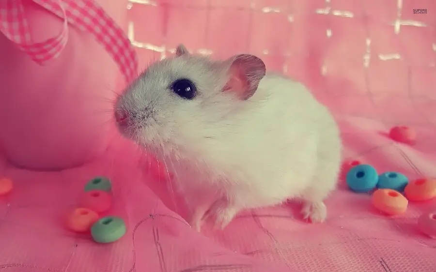 Picture of a hamster in a pink world