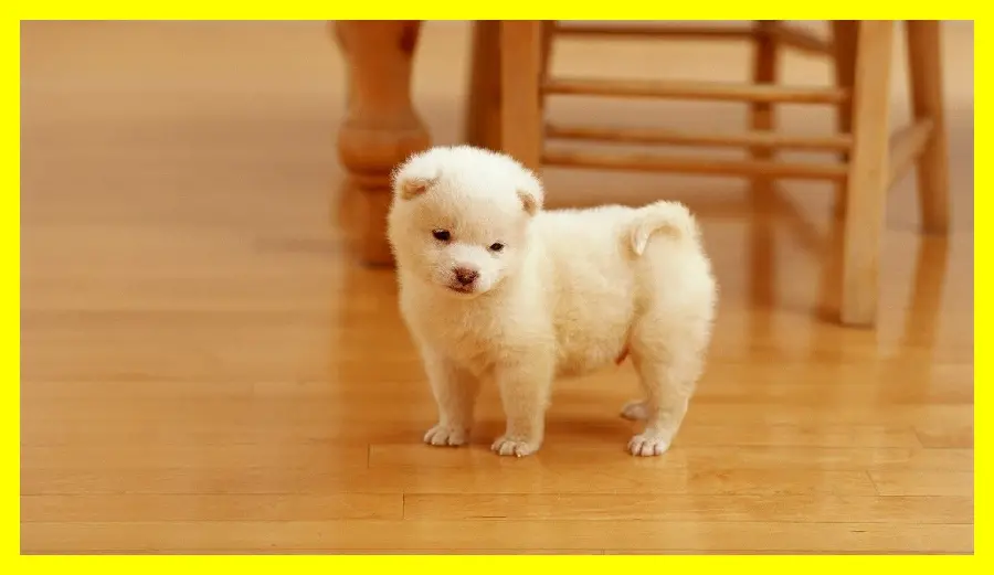 Background of a domestic dog with a yellow frame suitable for your desktop background