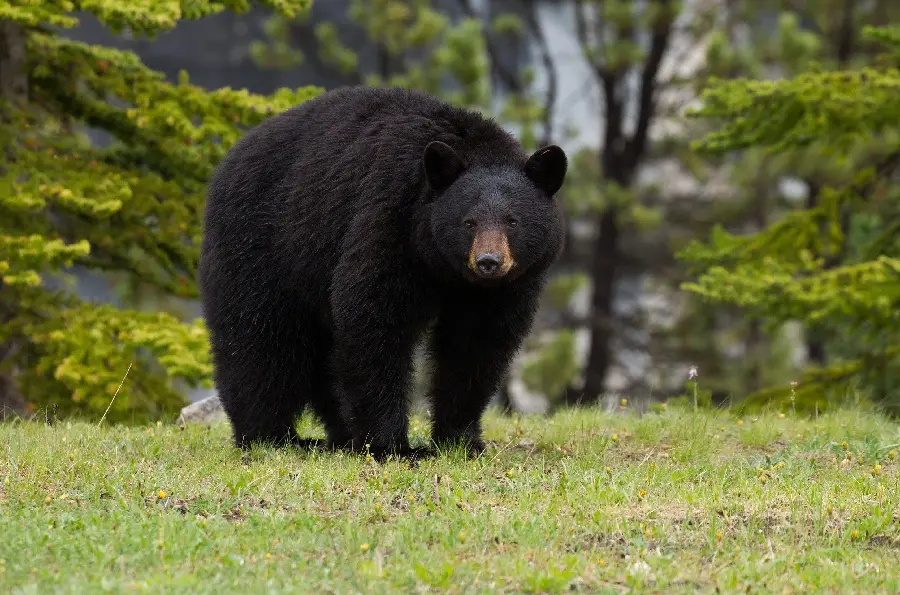 Plump and fat black bear stock photo HD for printing
