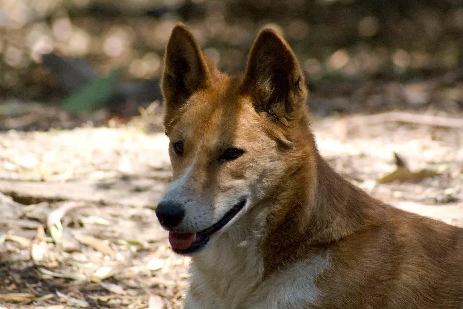 Dingo or Australian Wild Dog Wallpaper for Computer and Desktop