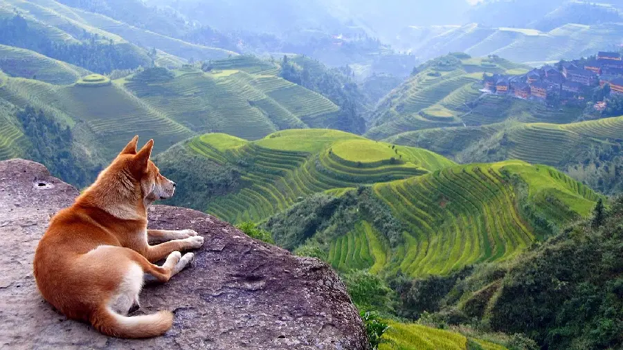 Amazing background of the dingo with a view of nature and a fantastic landscape