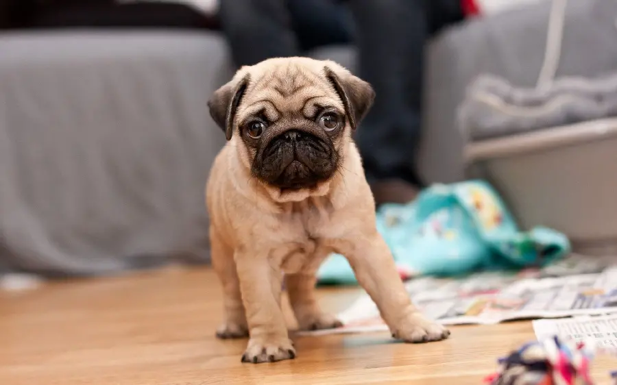 Beautiful Creamy Domestic Pug Puppy Wallpaper