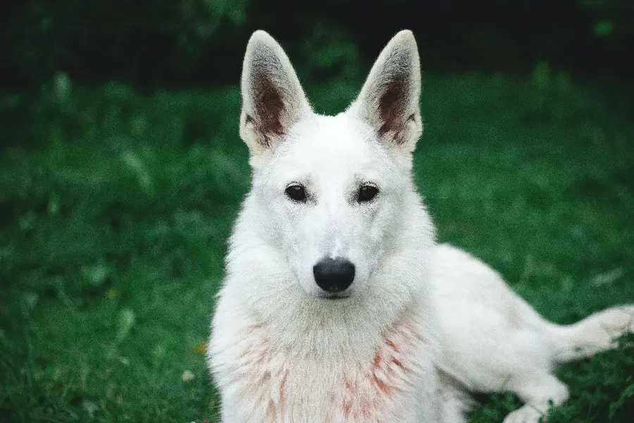 Spectacular White German Shepherd Background for Printing 