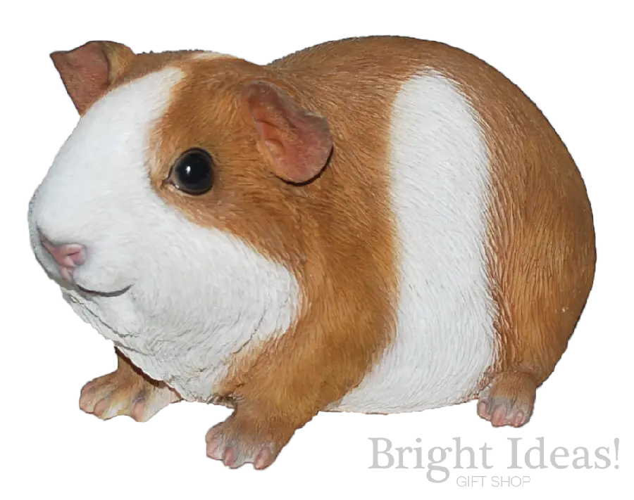 Download high-quality profile picture of guinea pig PNG figure