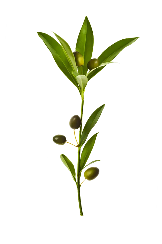 Free Download Olive PNG Images