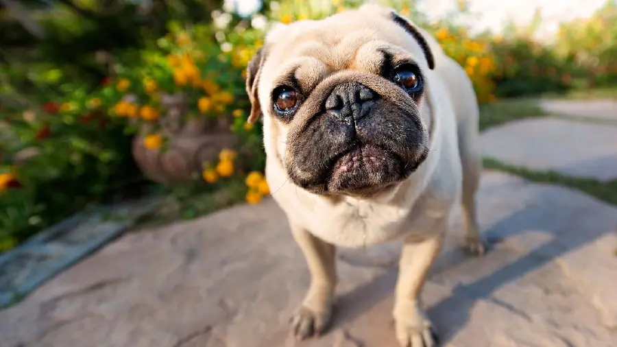 Download High Resolution Stock Photo of a Small Pug Dog