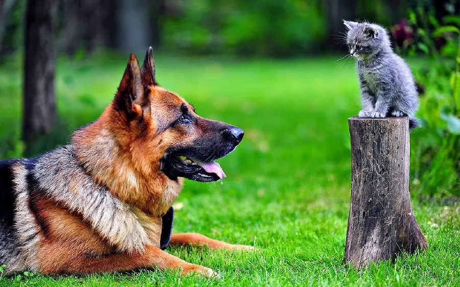 Funny German Shepherd Dog Profile Picture in Grassy Field Background