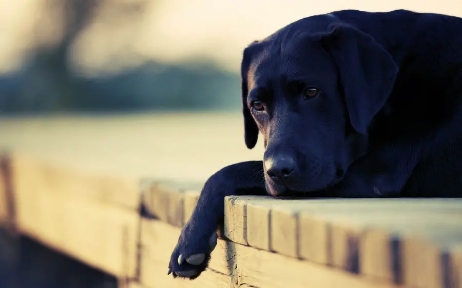 Amazing Black Labrador Retriever Wallpaper with Great Resolution