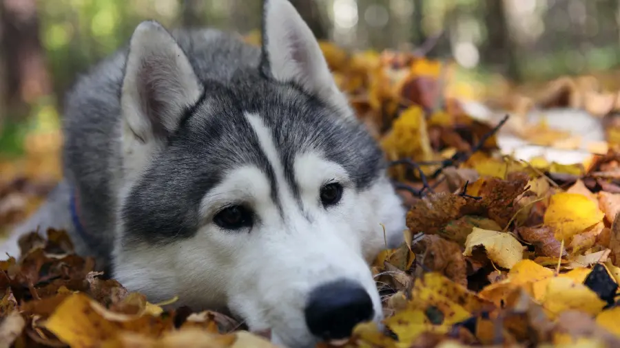 Very cute Husky background image on yellow and orange autumn leaves