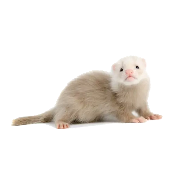 Very Beautiful Profile Picture of Real Otter with Transparent Background PNG