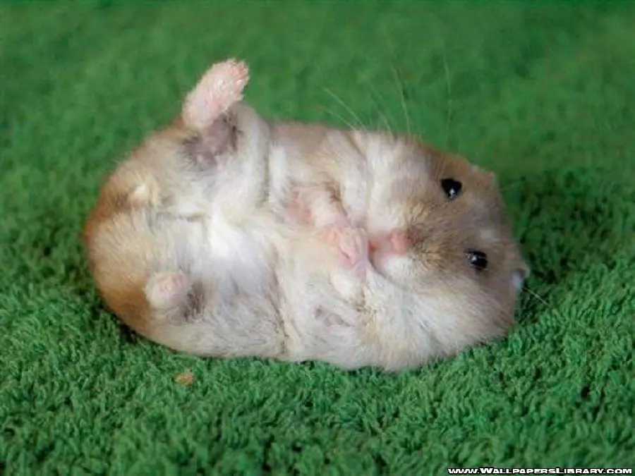 Playful hamster wallpaper in nature