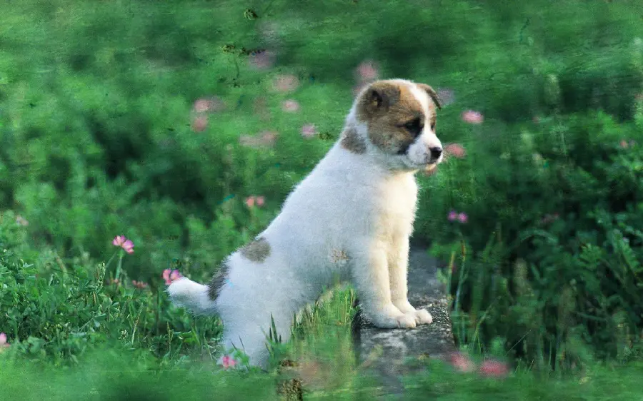 Awesome drawing photo of Thai Bangkao puppy