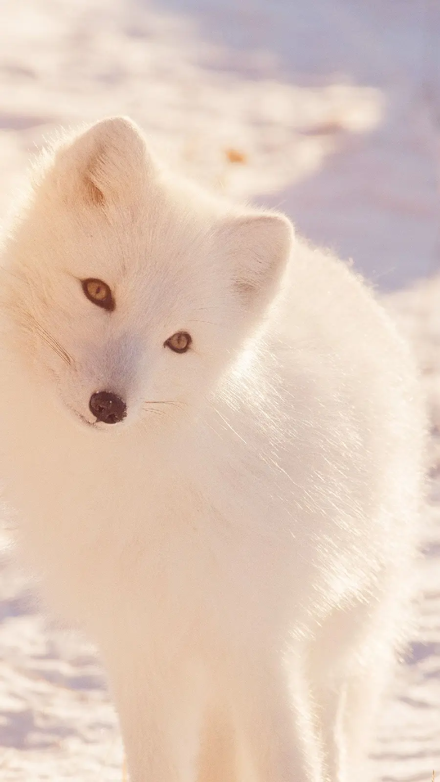 Download spectacular high quality Arctic Fox images and direct link