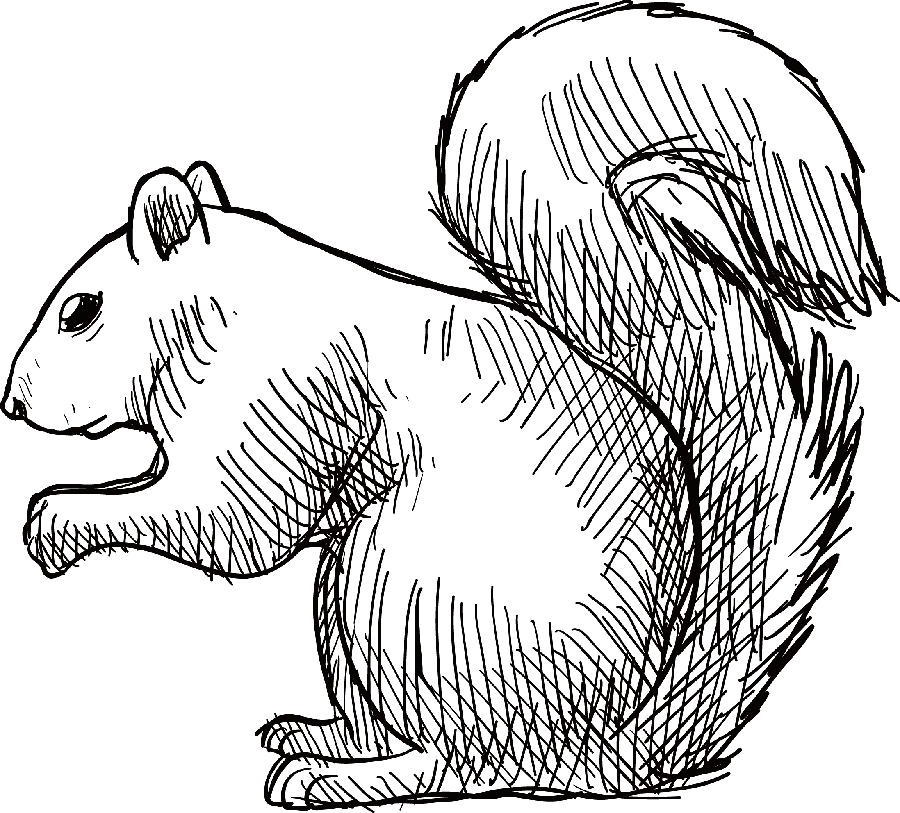 Download funny drawing of a real black and white squirrel