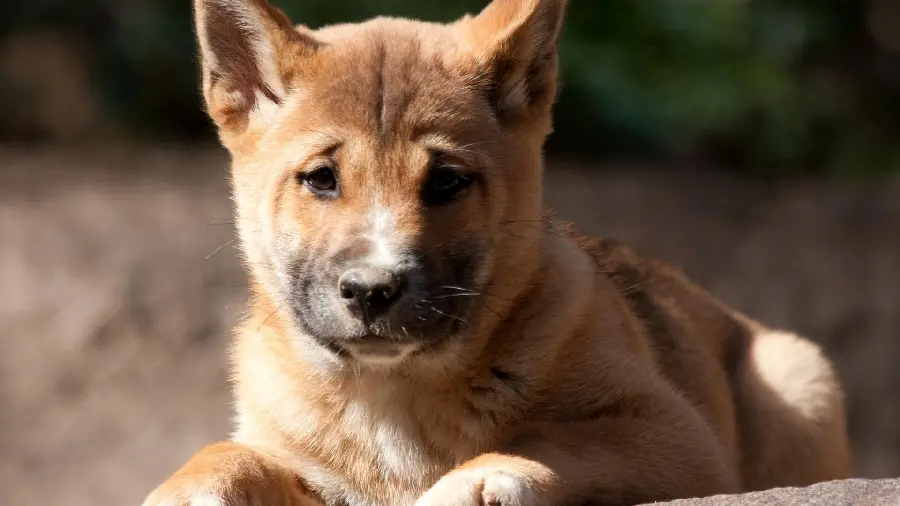 Background photo of Dingo for desktop and computer background 