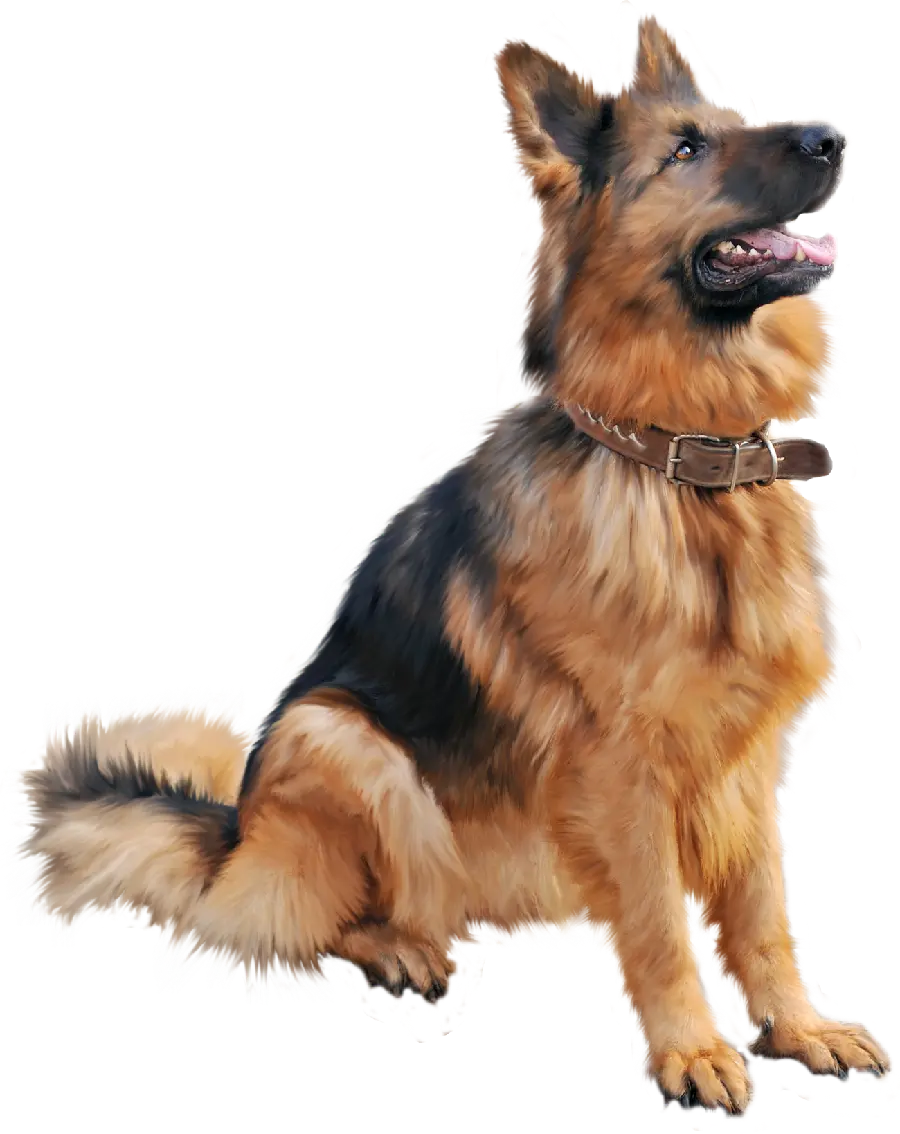 Real German Shepherd Popular Breed Dog Profile Picture PNG