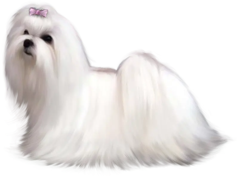 Quality Background of Real White Maltese Dog PNG