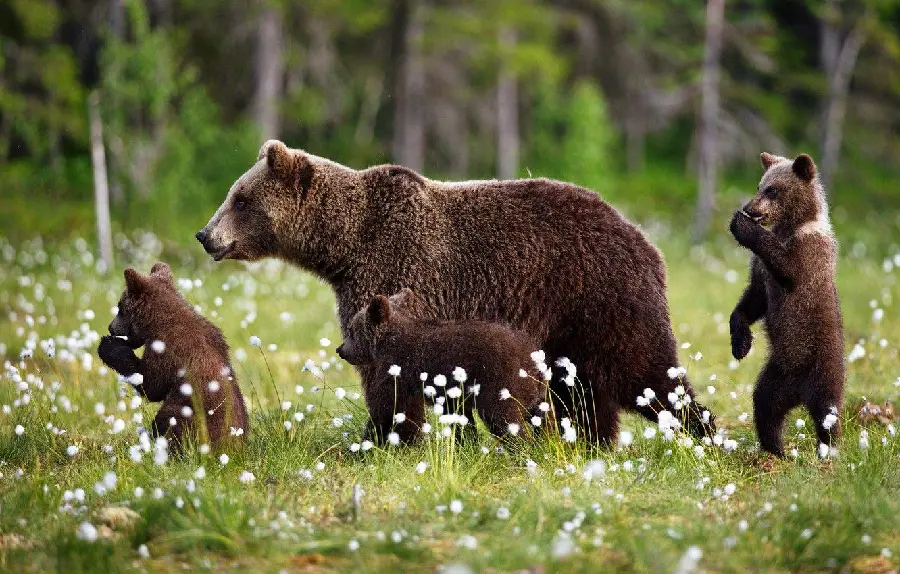 Attractive grizzly bear cub wallpaper for laptop 
