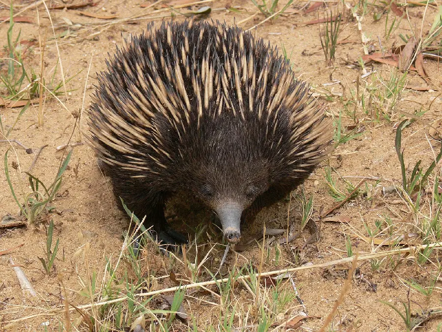 Anteater or Spiny Anteater or Echidna