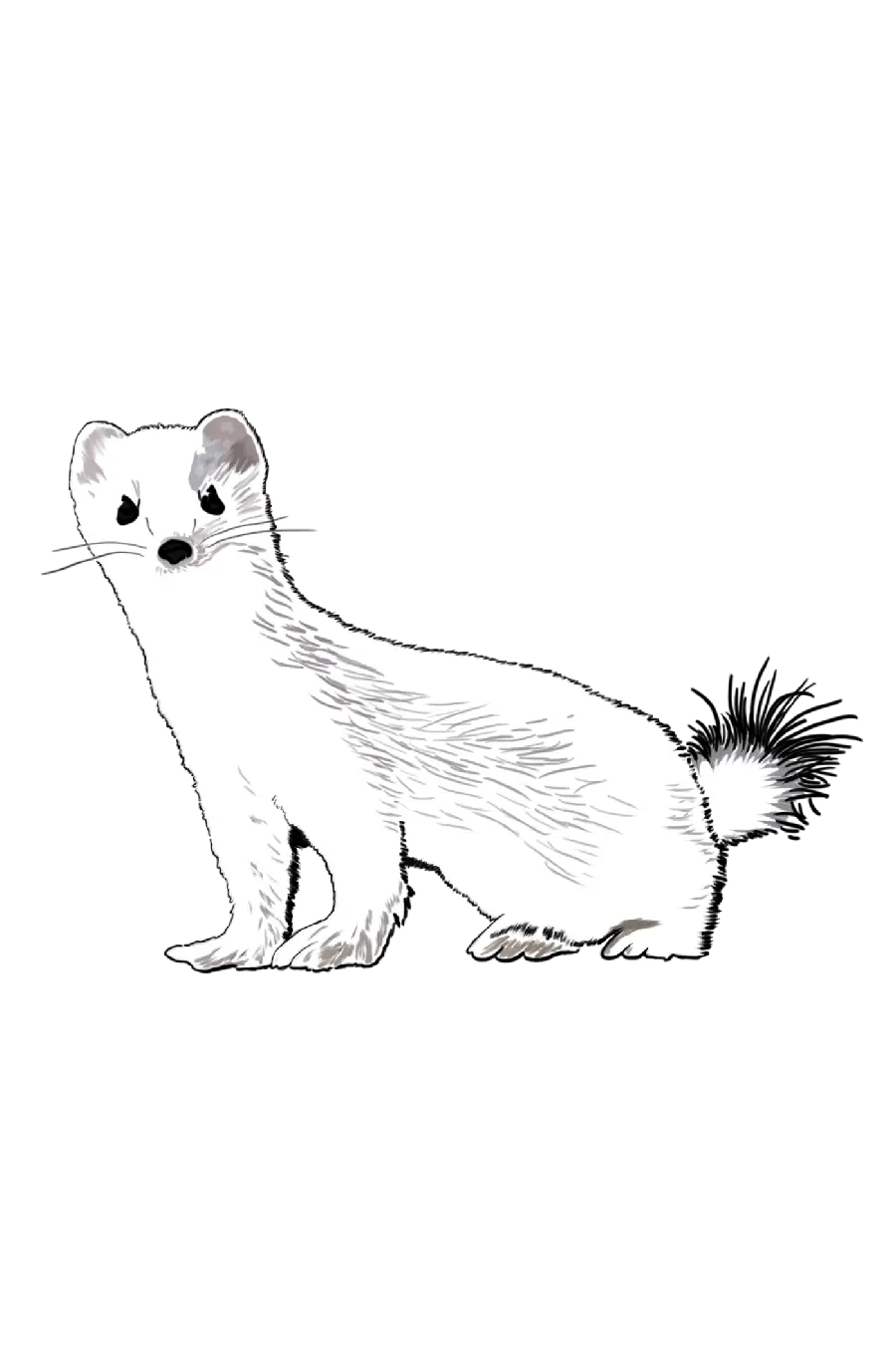 Download Stock Image of Otter Drawing Without Color PNG