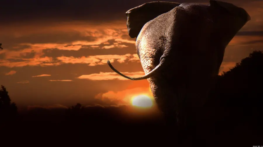 Download a picture of a beautiful sunset and an elephant walking 