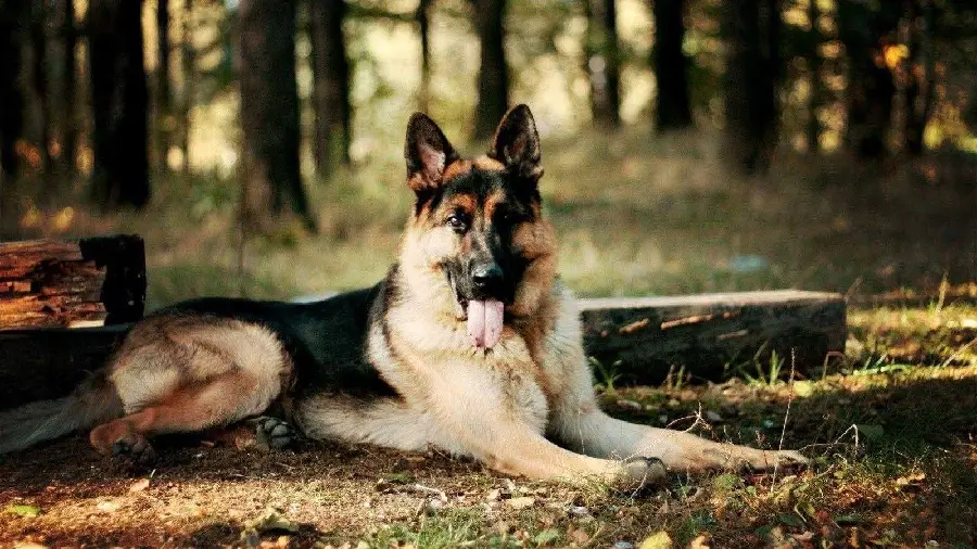 Download the Most Attractive Photos of German Shepherd Rex Dog