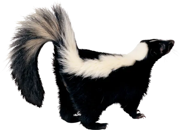 Downloaded image of a striped stinky weasel PNG