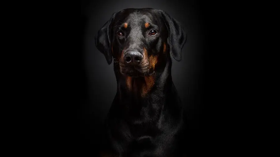 Spectacular and special desktop background of a black adult dog