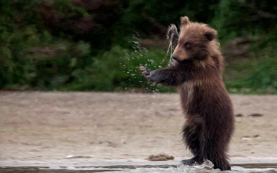 Animated bear cub wallpaper for use in design 