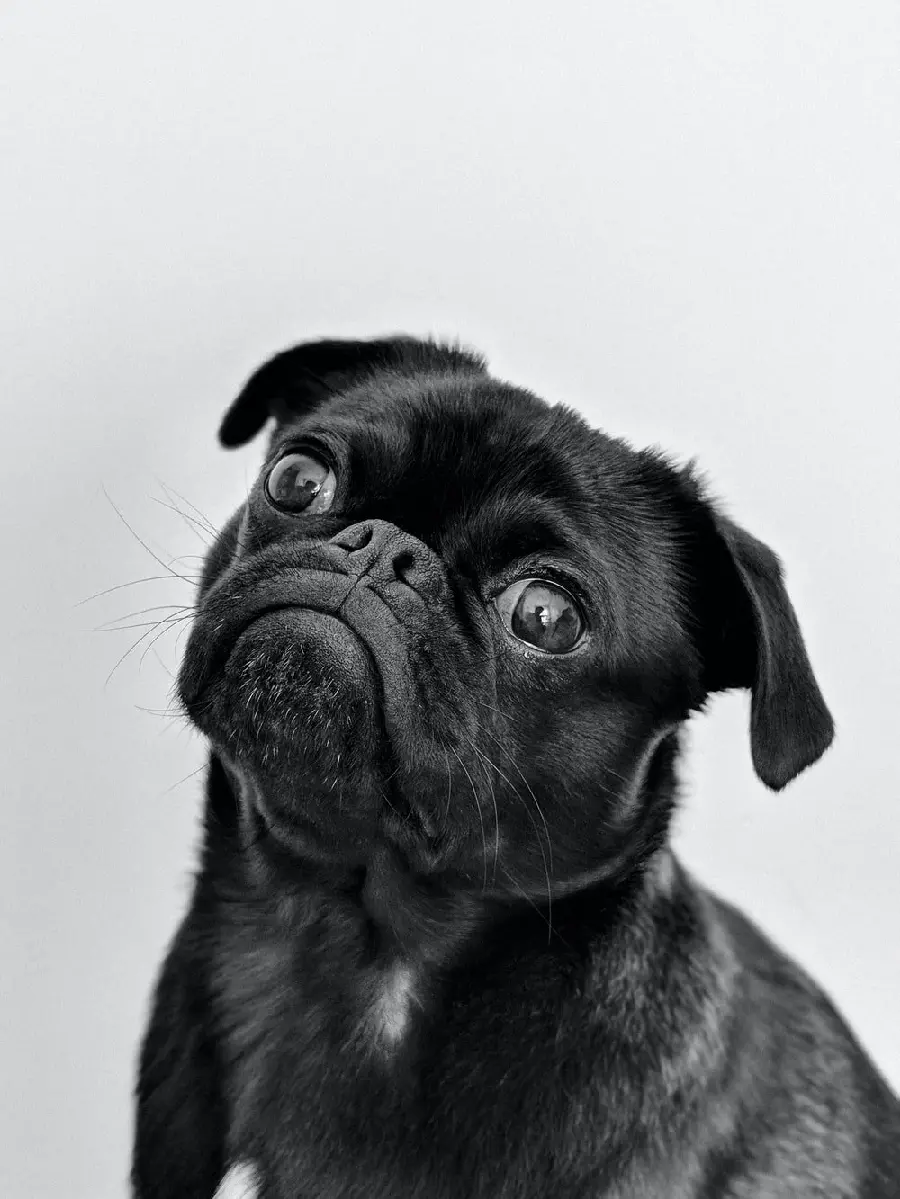 Stock photo of a black Pug dog for printing on a chassis board