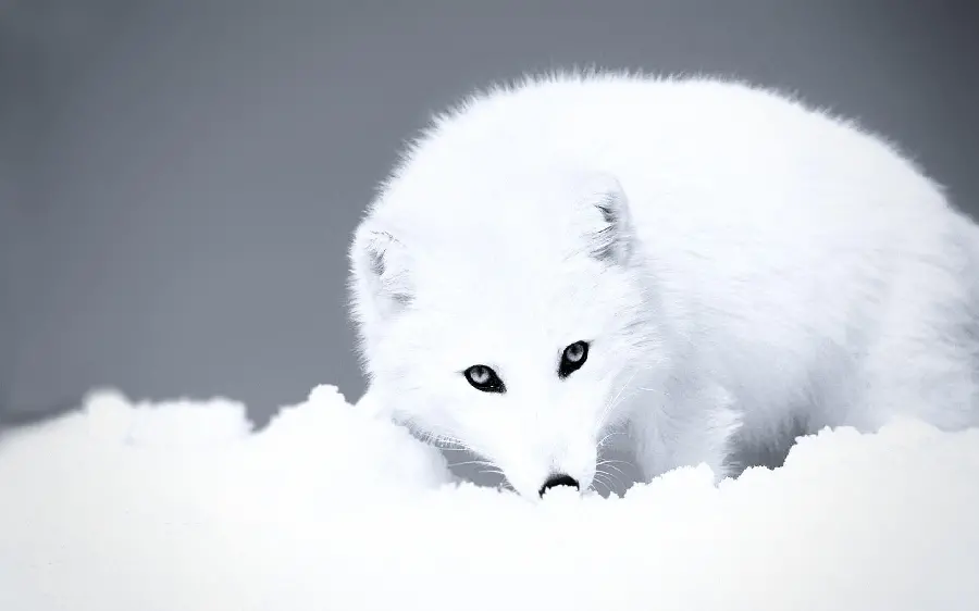 Stunning snow white polar fox stock photo
