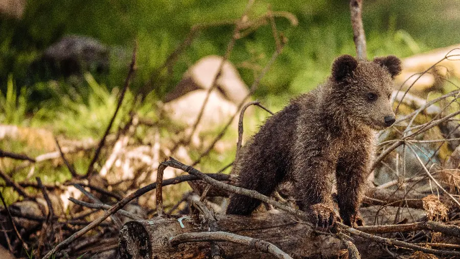 HD Wallpaper of a Bear Cub Alone in the Free Forest with Direct Link