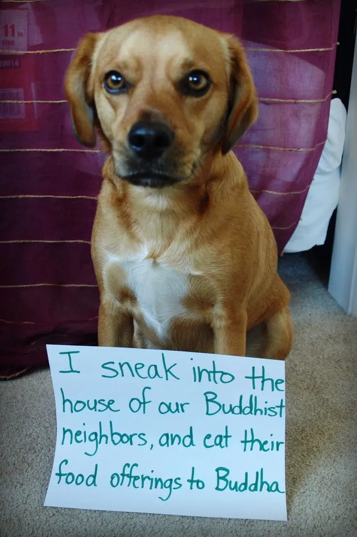 Funny Dog Backgrounds with the Best Quality Possible