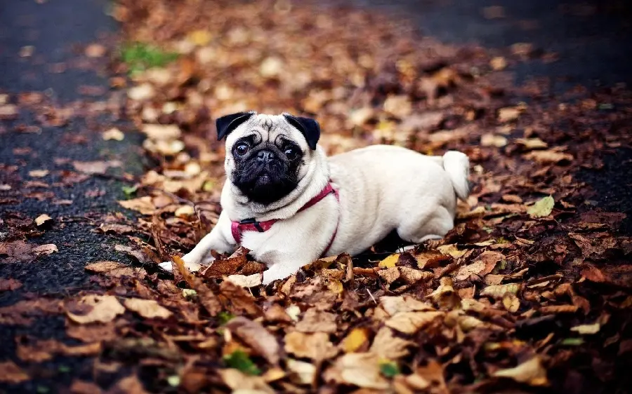 Background of a pug dog among autumn leaves