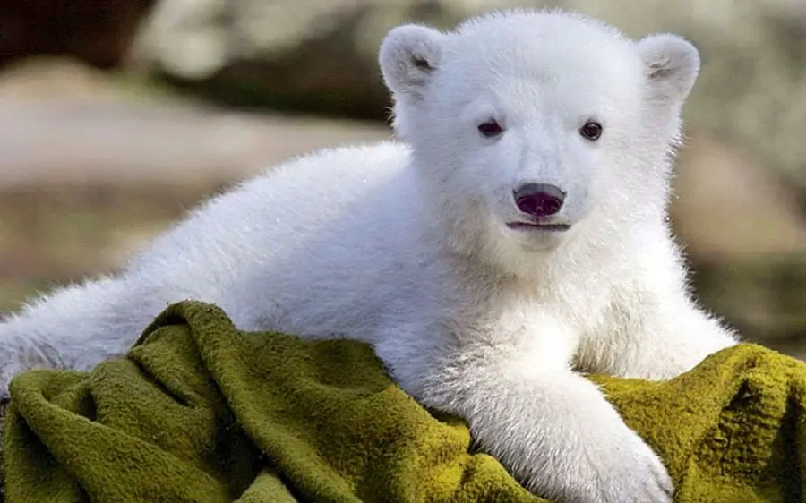High quality protected polar bear cub wallpaper